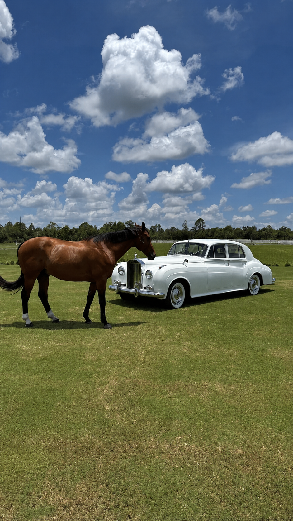 Shore Acres Farm Wedding — Naples, FL Chestnut horse nuzzling the hood of the vintage white Rolls-Royce Silver Cloud II in the pasture at Shore Acres Farm in Naples, Florida